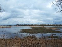 NL, Noord-Brabant, Hilvarenbeek, Diessens Broek 10, Saxifraga-Tom Heijnen