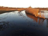 NL, Noord-Brabant, Hilvarenbeek, Diessens Broek 8, Saxifraga-Tom Heijnen