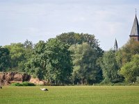 NL, Noord-Brabant, Hilvarenbeek, NW of Biest-Houtakker 1, Saxifraga-Tom Heijnen