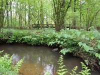 NL, Noord-Brabant, Hilvarenbeek, Reusel in De Hertgang 1, Saxifraga-Tom Heijnen