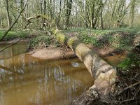 NL, Noord-Brabant, Hilvarenbeek, Reusel in De Hertgang 4, Saxifraga-Tom Heijnen