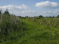 NL, Noord-Brabant, Hilvarenbeek, Spruitenstroompje 15, Saxifraga-Jan van der Straaten