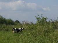 NL, Noord-Brabant, Hilvarenbeek, Spruitenstroompje 17, Saxifraga-Jan van der Straaten