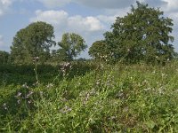 NL, Noord-Brabant, Hilvarenbeek, Spruitenstroompje 22, Saxifraga-Jan van der Straaten