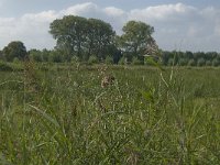 NL, Noord-Brabant, Hilvarenbeek, Spruitenstroompje 39, Saxifraga-Jan van der Straaten