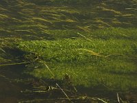 NL, Noord-Brabant, Hilvarenbeek, Spruitenstroompje 5, Saxifraga-Jan van der Straaten