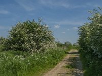 NL, Noord-Brabant, Land van Cuijk, Koude Oord 10, Saxifraga-Jan van der Straaten