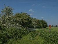 NL, Noord-Brabant, Land van Cuijk, Koude Oord 11, Saxifraga-Jan van der Straaten