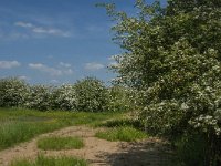 NL, Noord-Brabant, Land van Cuijk, Koude Oord 15, Saxifraga-Jan van der Straaten