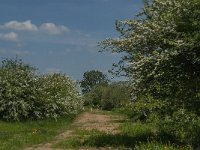 NL, Noord-Brabant, Land van Cuijk, Koude Oord 16, Saxifraga-Jan van der Straaten