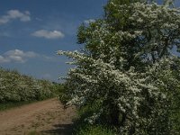 NL, Noord-Brabant, Land van Cuijk, Koude Oord 18, Saxifraga-Jan van der Straaten