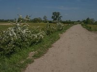 NL, Noord-Brabant, Land van Cuijk, Koude Oord 4, Saxifraga-Jan van der Straaten