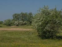 NL, Noord-Brabant, Land van Cuijk, Koude Oord 6, Saxifraga-Jan van der Straaten