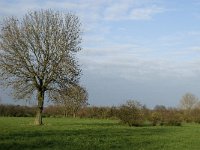 NL, Noord-Brabant, Land van Cuijk, Oeffelter Meent 19, Saxifraga-Jan van der Straaten