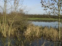 NL, Noord-Brabant, Land van Cuijk, Oeffelter Meent 32, Saxifraga-Jan van der Straaten