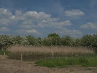 NL, Noord-Brabant, Land van Cuijk, Oeffelter Meent 35, Saxifraga-Jan van der Straaten