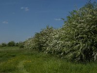 NL, Noord-Brabant, Land van Cuijk, Oeffeltsche Raam 7, Saxifraga-Jan van der Straaten