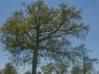 NL, Noord-Brabant, Land van Cuijk, St Jansbeek 4, Saxifraga-Marijke Verhagen