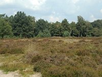 NL, Noord-Brabant, Land van Cuijk, Ullingse Bergen 3, Saxifraga-Jaap Bouwman : stuizand2