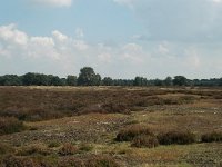 NL, Noord-Brabant, Land van Cuijk, Ullingse Bergen 4, Saxifraga-Jaap Bouwman : stuizand2