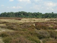 NL, Noord-Brabant, Land van Cuijk, Ullingse Bergen 6, Saxifraga-Jaap Bouwman : stuizand2