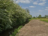 NL, Noord-Brabant, Land van Cuijk, Viltsche Graaf 2, Saxifraga-Jan van der Straaten