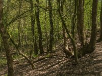 NL, Noord-Brabant, Land van Cuijk, Vortumse Bergjes 5, Saxifraga-Jan van der Straaten