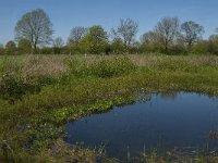 NL, Noord-Brabant, Land van Cuijk, Zoetepasweiden 1, Saxifraga-Marijke Verhagen