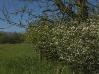 NL, Noord-Brabant, Land van Cuijk, Zoetepasweiden 13, Saxifraga-Jan van der Straaten