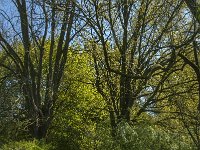 NL, Noord-Brabant, Land van Cuijk, Zoetepasweiden 20, Saxifraga-Jan van der Straaten