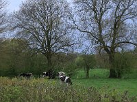 NL, Noord-Brabant, Land van Cuijk, Zoetepasweiden 21, Saxifraga-Hans Boll