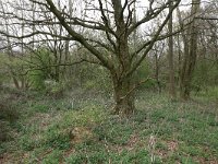 NL, Noord-Brabant, Land van Cuijk, Zoetepasweiden 23, Saxifraga-Hans Boll