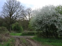 NL, Noord-Brabant, Land van Cuijk, Zoetepasweiden 24, Saxifraga-Hans Boll