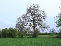 NL, Noord-Brabant, Land van Cuijk, Zoetepasweiden 33, Saxifraga-Hans Boll