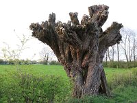 NL, Noord-Brabant, Land van Cuijk, Zoetepasweiden 34, Saxifraga-Hans Boll