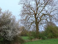 NL, Noord-Brabant, Land van Cuijk, Zoetepasweiden 36, Saxifraga-Hans Boll