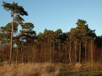 NL, Noord-Brabant, Loon op Zand, Huis ter Heide 1, Saxifraga-Jan van der Straaten