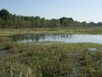 NL, Noord-Brabant, Loon op Zand, Huis ter Heide 14, Saxifraga-Willem van Kruijsbergen