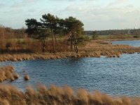 NL, Noord-Brabant, Loon op Zand, Leikeven 4, Saxifraga-Jan van der Straaten