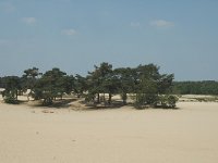 NL, Noord-Brabant, Loon op Zand, Loonse en Drunense Duinen 4, Saxifraga-Marijke Verhagen