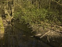 NL, Noord-Brabant, Meierijstad, De Prekers 6, Saxifraga-Jan van der Straaten