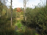 NL, Noord-Brabant, Meierijstad, Hazeputten 1, Saxifraga-Henk Sierdsema