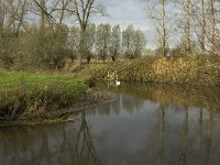 NL, Noord-Brabant, Meierijstad, Laageinde, Dommel 5, Saxifraga-Jan van der Straaten