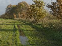 NL, Noord-Brabant, Meierijstad, Nijnsel, Dommelbeemden 18, Saxifraga-Jan van der Straaten