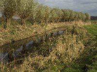 NL, Noord-Brabant, Meierijstad, Nijnsel, Dommelbeemden 20, Saxifraga-Jan van der Straaten