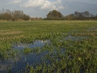 NL, Noord-Brabant, Meierijstad, Nijnsel, Dommelbeemden 33, Saxifraga-Jan van der Straaten