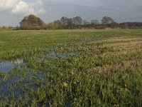 NL, Noord-Brabant, Meierijstad, Nijnsel, Dommelbeemden 34, Saxifraga-Jan van der Straaten