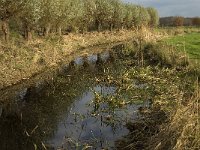 NL, Noord-Brabant, Meierijstad, Nijnsel, Dommelbeemden 35, Saxifraga-Jan van der Straaten