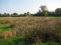 NL, Noord-Brabant, Meierijstad, Nijnsel, Dommelbeemden 5, Saxifraga-Henk Sierdsema