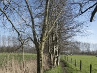 NL, Noord-Brabant, Meierijstad, Wijboschbroek 1, Saxifraga-Willem van Kruijsbergen